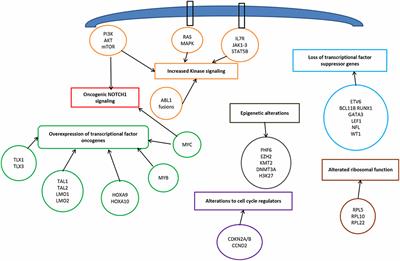 Acute Lymphoblastic Leukemia Diagram